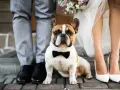 Uroczy piesek w muszce jako świadek na ślubie, u boku pary młodej.