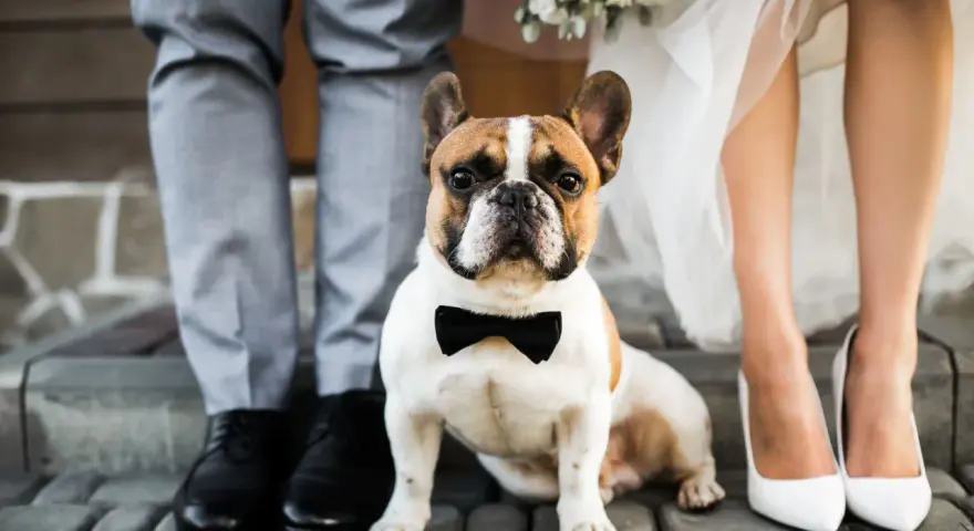 Uroczy piesek w muszce jako świadek na ślubie, u boku pary młodej.